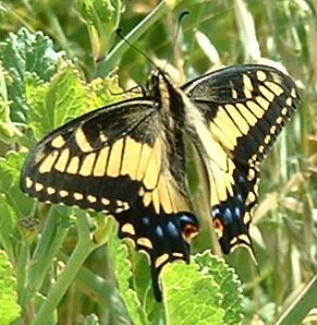 picture of anise swallowtail butterfly